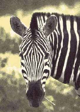 ������ Film Grain